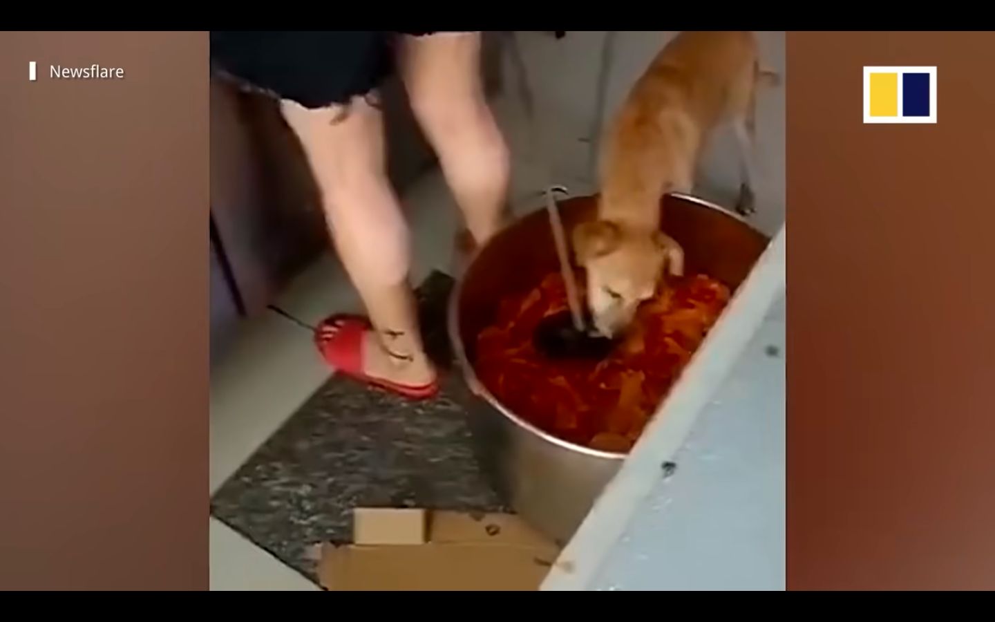 Jijik! Daging Ayam di Restoran China Ini Bekas Dicomoti Anjing