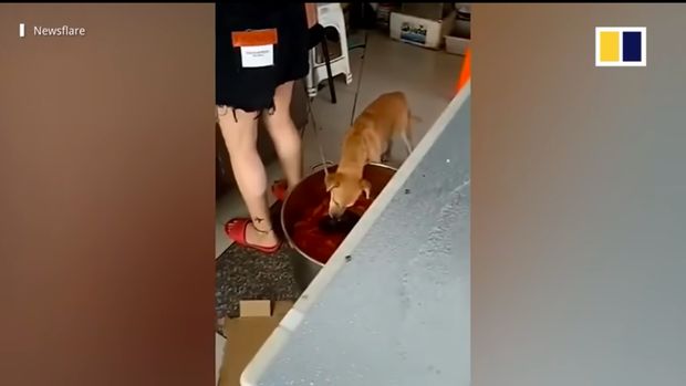 Jijik! Daging Ayam di Restoran China Ini Bekas Dicomoti Anjing
