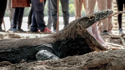 Menparekraf Sandiaga Salahuddin Uno menanggapi kenaikan tarif masuk kawasan TN Komodo saat Weekly Press Briefing, di Gedung Sapta Pesona, Senin (11/7/2022). Menparekraf mengatakan kenaikan tarif masuk kawasan untuk biaya konservasi jasa ekosistem.