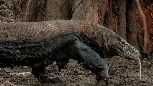 Menparekraf Sandiaga Salahuddin Uno menanggapi kenaikan tarif masuk kawasan TN Komodo saat Weekly Press Briefing, di Gedung Sapta Pesona, Senin (11/7/2022). Menparekraf mengatakan kenaikan tarif masuk kawasan untuk biaya konservasi jasa ekosistem.