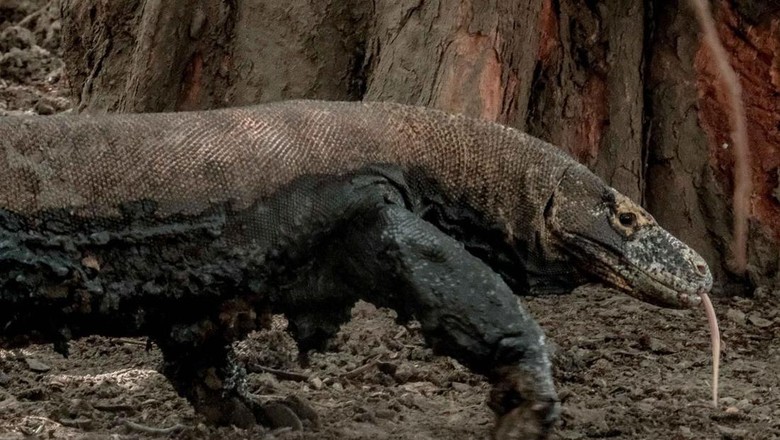 Jumpa pers Sandiaga Uno soal Pulau Komodo Menparekraf Sandiaga Salahuddin Uno menanggapi kenaikan tarif masuk kawasan TN Komodo saat Weekly Press Briefing, di Gedung Sapta Pesona, Senin (11/7/2022). Menparekraf mengatakan kenaikan tarif masuk kawasan untuk biaya konservasi jasa ekosistem.