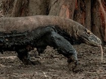 Penutupan TN Komodo Diperpanjang hingga 20 Januari