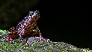 Satwa Langka Kodok Merah Muncul Lagi di Gunung Salak!