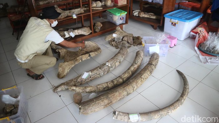 Koordinator Museum Purbakala Patiayam Kudus, Jamin menunjukan koleksi fragmen hewan purba di museum, Rabu (13/7/2022).