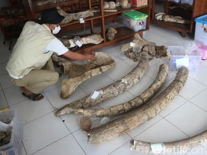 Museum Purbakala Patiayam Bakal Pulangkan Fosil Homo Erectus ke Kudus