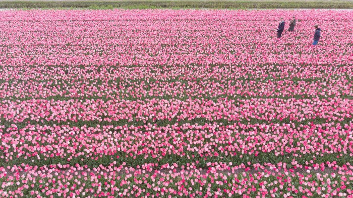 Jika mengunjungi Belanda, ada lokasi wajib yang harus Anda kunjungi di kawasan Keukenhof di Lisse. Disana terdapat ladang dengan beraneka macam bunga.