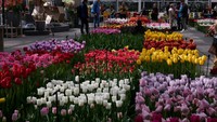 Sebelumnya, taman bunga ini sempat ditutup selama dua tahun imbas pandemi COVID-19 yang merebak.
