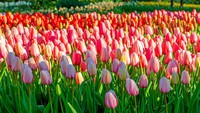 Jutaan kuntum bunga tulip tumbuh setiap tahunnya di taman ini.