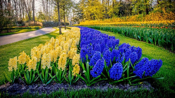 Bahkan ekspor pertanian Belanda terus tumbuh signifikan lewat bunga.