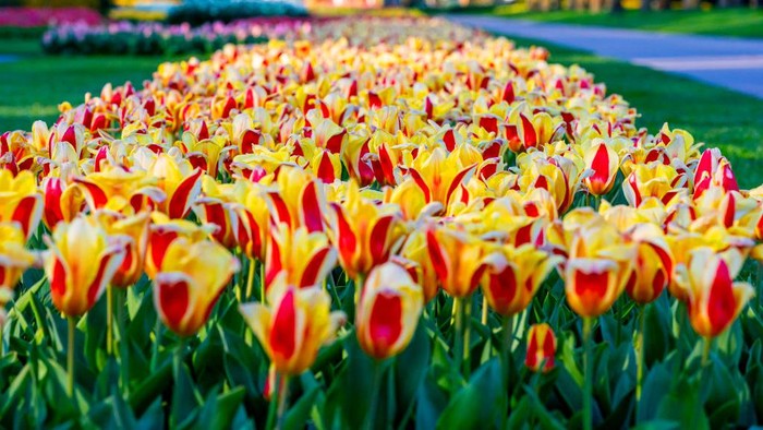 Menjelajah Surganya Ladang Bunga di Belanda Jika mengunjungi Belanda, ada lokasi wajib yang harus Anda kunjungi di kawasan Keukenhof di Lisse. Disana terdapat ladang dengan beraneka macam bunga.