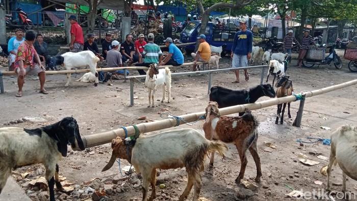 Pedagang kambing di pasar hewan Plembon, Kecamatan Klaten Utara, Klaten, Rabu (13/7/2022).
