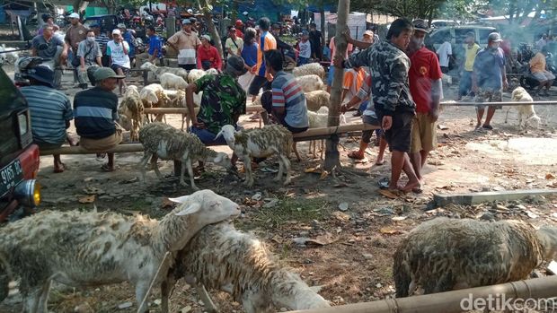 Pedagang kambing di pasar hewan Plembon, Kecamatan Klaten Utara, Klaten, Rabu (13/7/2022).
