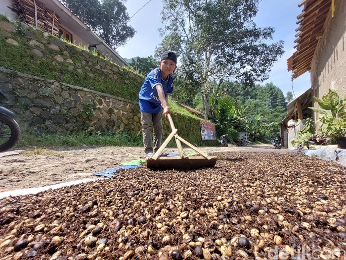 Pengolahan biji kopi secara manual oleh petani di KBB