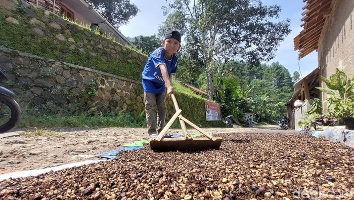 Pengolahan biji kopi secara manual oleh petani di KBB