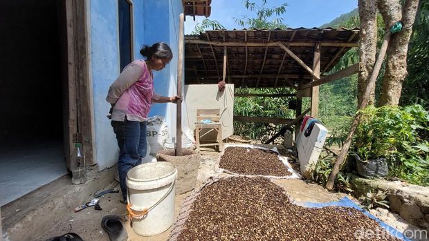 Pengolahan biji kopi secara manual oleh petani di KBB