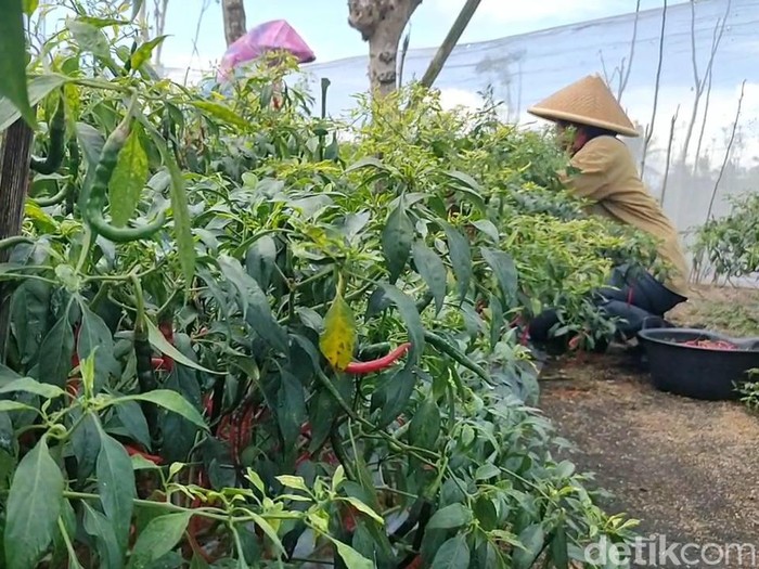 Petani memanen cabai di lahan pantai Kulon Progo, Rabu (13/7/2022).
