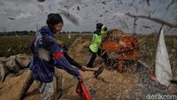 Menurut keterangan petani panen raya di Rorotan terjadi dua kali dalam setahun yakni di pertengahan tahun dan akhir tahun.
