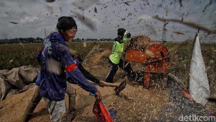 Petani Rorotan Berkarya, Panen Raya di Ibu Kota Meski bukan daerah pertanian, ibu kota Jakarta hari ini melakukan panen raya. Panen padi dilakukan berkat karya para petani di Rorotan, Jakarta Utara.