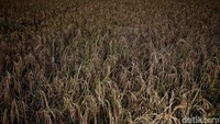 Lahan pertanian di Rorotan sendiri sekitar 314 hektare.