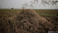 Biasanya dalam satu hektar, para petani bisa mendapatkan padi 5 sampai 6 ton.