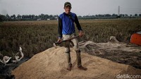 Menurut petani, mereka bisa mendapatkan Rp 20 juta dalam sekali panen dengan luas lahan satu hektar.