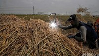 Namun pendapatan Rp 20 juta  itu masih kotor, karena ada biaya pupuk dan sebagainya. Petani juga harus membayar sewa lahan Rp 5 juta untuk satu kali panen.