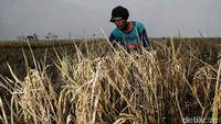 Panen raya ini juga sebagai usaha ketahanan pangan di Jakarta.