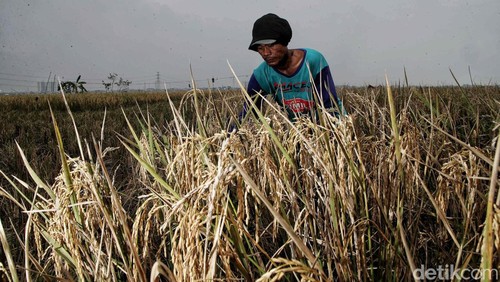 Meski bukan daerah pertanian, ibu kota Jakarta hari ini melakukan panen raya. Panen padi dilakukan berkat karya para petani di Rorotan, Jakarta Utara.