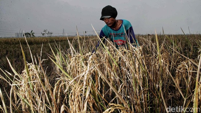 Petani Rorotan Berkarya, Panen Raya di Ibu Kota Meski bukan daerah pertanian, ibu kota Jakarta hari ini melakukan panen raya. Panen padi dilakukan berkat karya para petani di Rorotan, Jakarta Utara.