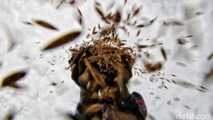 Panen Raya Petani Ibu Kota di Rorotan