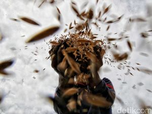 Suharso Ungkap Kendala RI Geber Produksi Beras: Irigasi Teknis Tak Tersedia