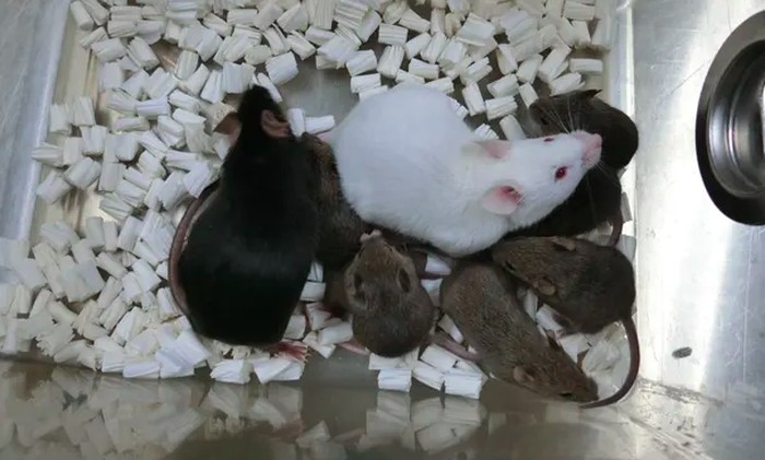 Dorami, tikus hitam di sebelah kiri, adalah tikus kloning pertama dari sel kulit beku-kering dan keturunannya Tikus putih adalah tikus jantan normal untuk kawin, dan tikus coklat kecil adalah anak tikus Dorami. Foto: Universitas Yamanashi