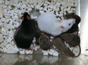 Terobosan Baru, Tikus Kloning Tercipta dari Sel Kulit