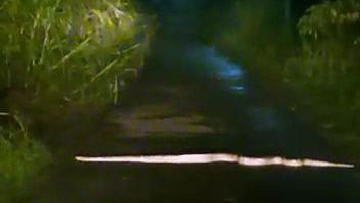 Ular menyeberang jalan di Boyolali.