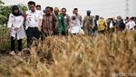 Momen Wagub DKI Hadiri Panen Padi di Rorotan, Jakut