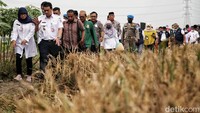 Panen padi melibatkan 350 petani yang berasal dari sembilan kelompok tani pada lahan seluas 314 hektare.