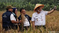 Riza juga meminta PT Food Station Tjipinang Jaya untuk membantu para petani memasarkan padi yang baru dipanen.