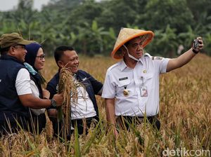 Wagub DKI Panen Padi Bareng Petani di Rorotan Jakut