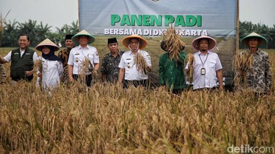 Momen Wagub DKI Hadiri Panen Padi di Rorotan, Jakut