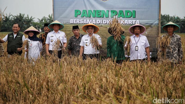 Wakil Gubernur DKI Jakarta Ahmad Riza Patria panen padi di kawasan Rorotan, Jakarta Utara, Rabu (13/7). Begini momennya.