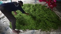 Salah satunya yang mendapatkan untung besar naiknya harga cabai rawit adalah pengepul milik Pak Mui di Desa Karang Bale, Kabupaten Brebes ini, ia berani membeli hasil panen petani dengan harga Rp 45 ribu per kilogram.