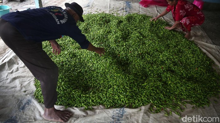 Bagi Petani Cabai Rawit Tak Sepedas Rasanya Petani cabai rawit di Brebes, Jawa Tengah, mengaku untung besar saat harga cabai rawit hijau meroket. Petani mengaku saat ini dapat menjual cabai rawit hijau sebesar Rp 50 ribu per kilogram.