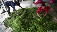 detikcom berkesempatan untuk mendatangi pengepul di Desa Karang Bale, Kabupaten Brebes. kini petani dapat menjual hasil panennya dikisaran Rp 45 ribu/kg sampai Rp 50 ribu/kg.