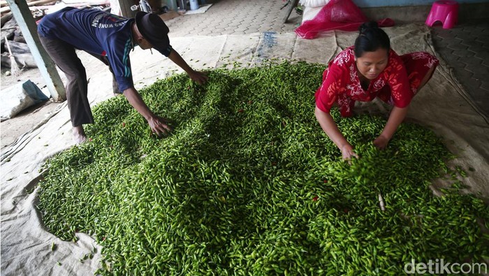Petani cabai rawit di Brebes, Jawa Tengah, mengaku untung besar saat harga cabai rawit hijau meroket. Petani mengaku saat ini dapat menjual cabai rawit hijau sebesar Rp 50 ribu per kilogram.