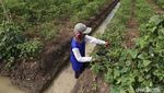 Bagi Petani Cabai Rawit Tak Sepedas Rasanya