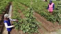 Bambang bersama ibunya mengarap lahan kebun cabai di Desa Karang Bale, Kabupaten Brebes. Tahun ini ia mengaku senang harga cabai membaik.