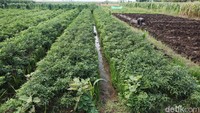 Di beberapa lokasi petani juga memulai membuka lahan untuk menanam bawang atau cabai yang memang menjadi andalan Brebes, Jawa Tengah.