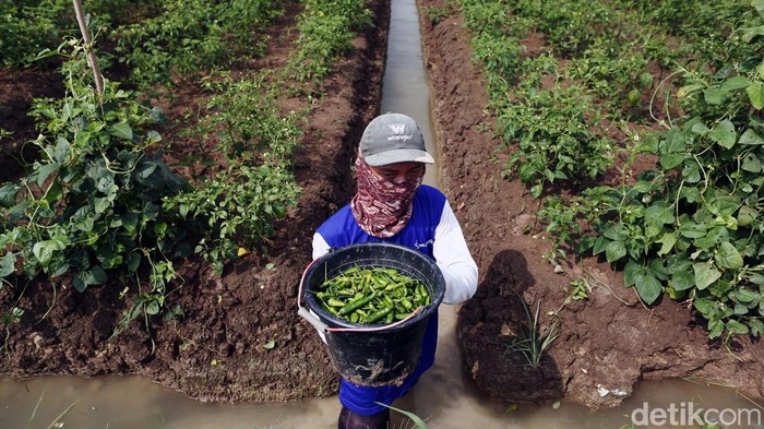 Bagi Petani Cabai Rawit Tak Sepedas Rasanya Petani cabai rawit di Brebes, Jawa Tengah, mengaku untung besar saat harga cabai rawit hijau meroket. Petani mengaku saat ini dapat menjual cabai rawit hijau sebesar Rp 50 ribu per kilogram.