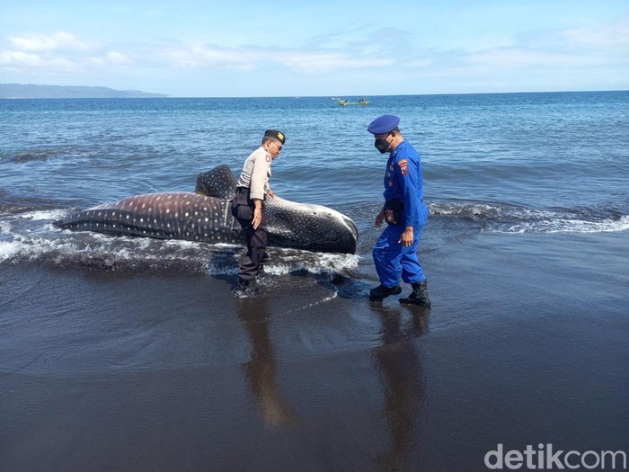 Bangkai hiut tutul terdampar di pantai selatan Jember