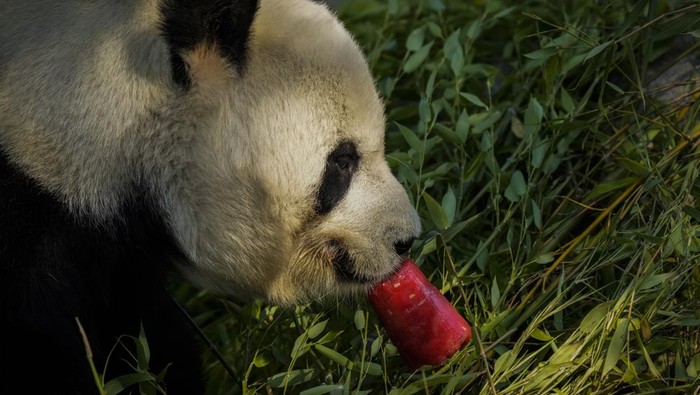 Cuaca Panas, Panda hingga Singa di Spanyol Asyik Makan Es Sejumlah hewan di Kebun Binatang Madrid asyik menikmati es krim dan makanan beku saat cuaca panas. Yuk, lihat fotonya saat mereka makan es krim dan makanan beku